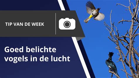 De Verhalen van de Vogel: Een Ongemakkelijke Lucht en een Onverwachte Reis!