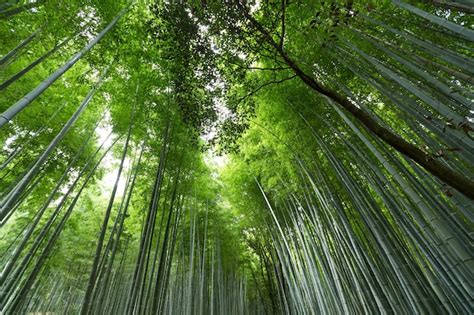  Raksasi and the Mysterious Bamboo Forest: A Journey into Thai Folk Beliefs about Nature and Morality