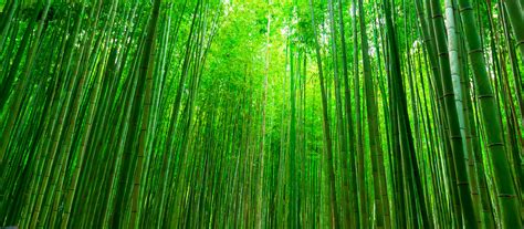 The Bamboo Flute - A Story That Whispers of Lost Love and Nature's Enduring Power!