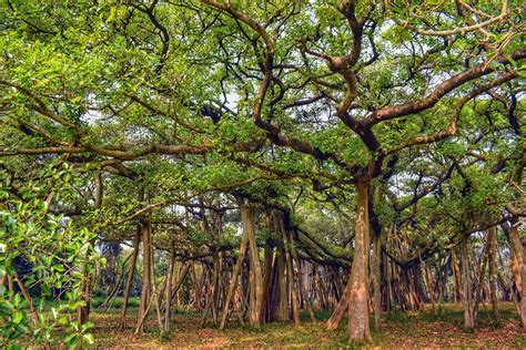 The Banyan Tree! A Deep Dive into Filipino Folklore and the Symbolism of Nature