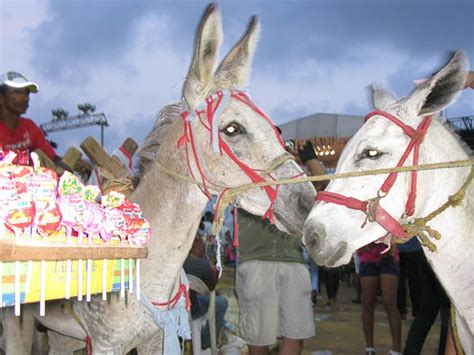  The Wandering Donkey: An Enchanting Colombian Tale from the 9th Century that Explores Themes of Perseverance and Unexpected Friendship!